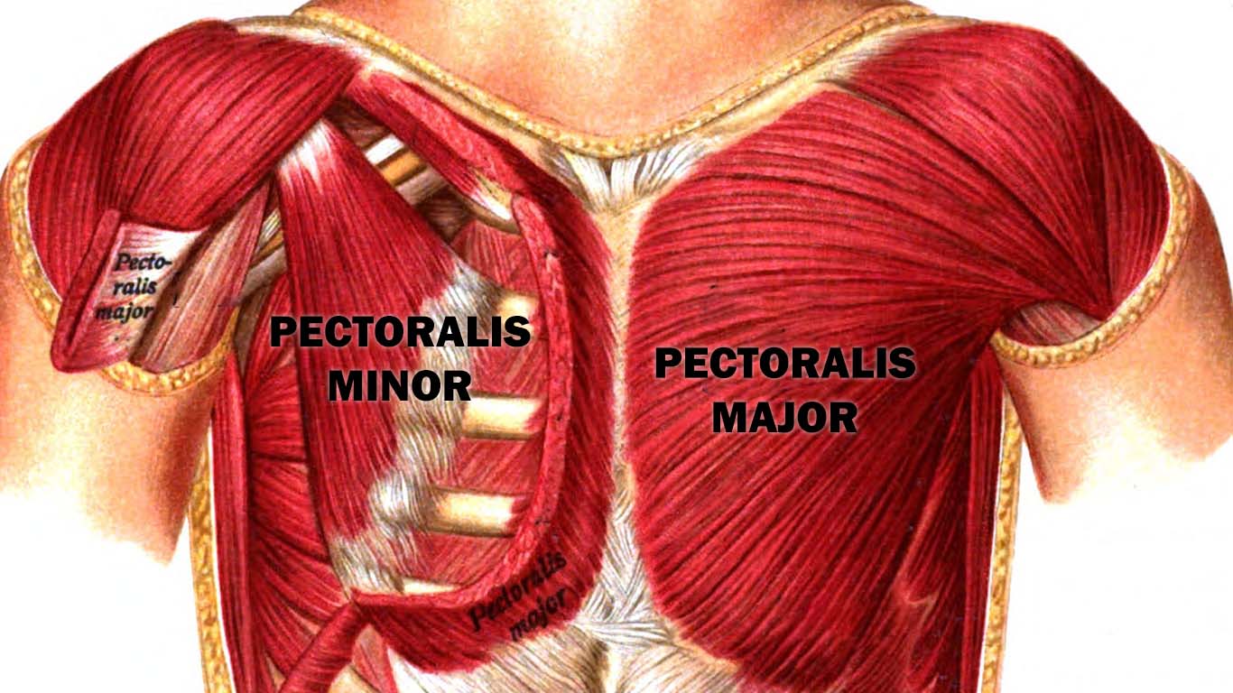 How to develop your chest beginners guide Stronger and Fit